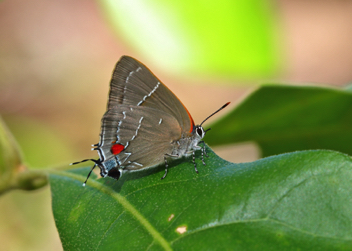 White M Hairstreak